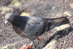 Columba livia domestica