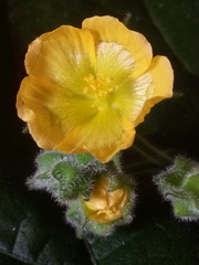 Abutilon dispermum