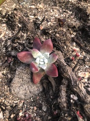 Dudleya farinosa