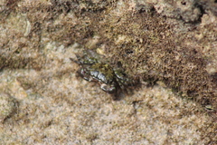 Pachygrapsus transversus
