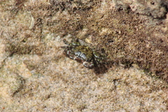 Pachygrapsus transversus