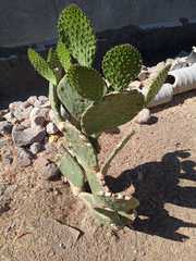 Opuntia