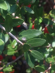 Ilex vomitoria image