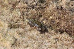 Pachygrapsus transversus