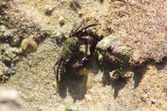 Pachygrapsus transversus