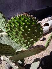 Opuntia