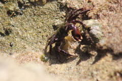 Pachygrapsus transversus