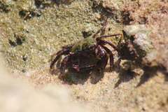 Pachygrapsus transversus