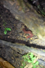 Macroperipatus torquatus