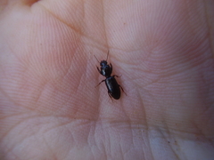 Clivina vagans