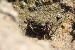 Pachygrapsus transversus