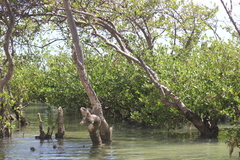 Avicennia schaueriana