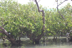 Avicennia schaueriana