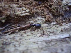 Clivina vagans