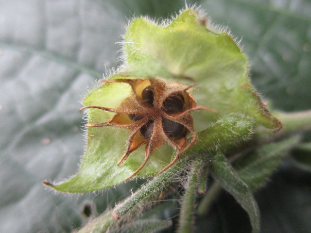 Abutilon dispermum image