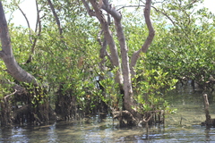 Avicennia schaueriana