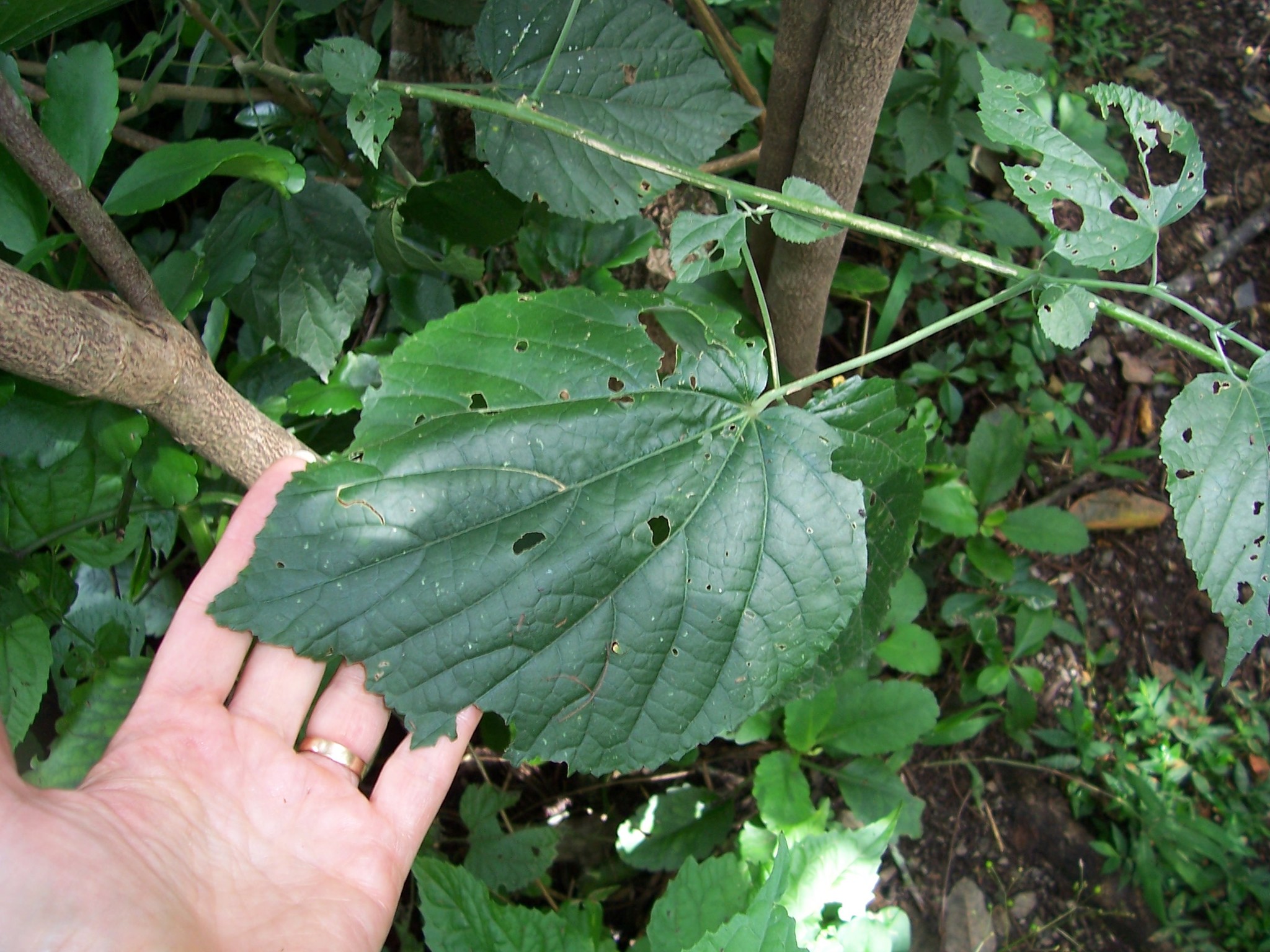 Abutilon dispermum image