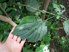 Abutilon dispermum