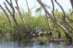 Avicennia schaueriana
