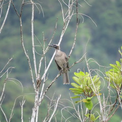 Philemon buceroides