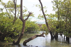 Avicennia schaueriana