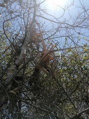 Tillandsia huamelulaensis