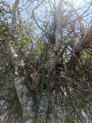 Tillandsia huamelulaensis