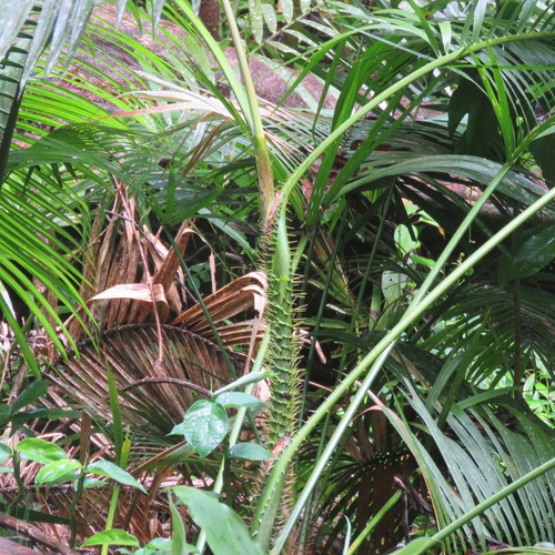 Calamus moti F.M.Bailey