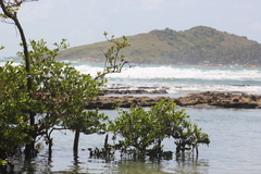 Avicennia schaueriana