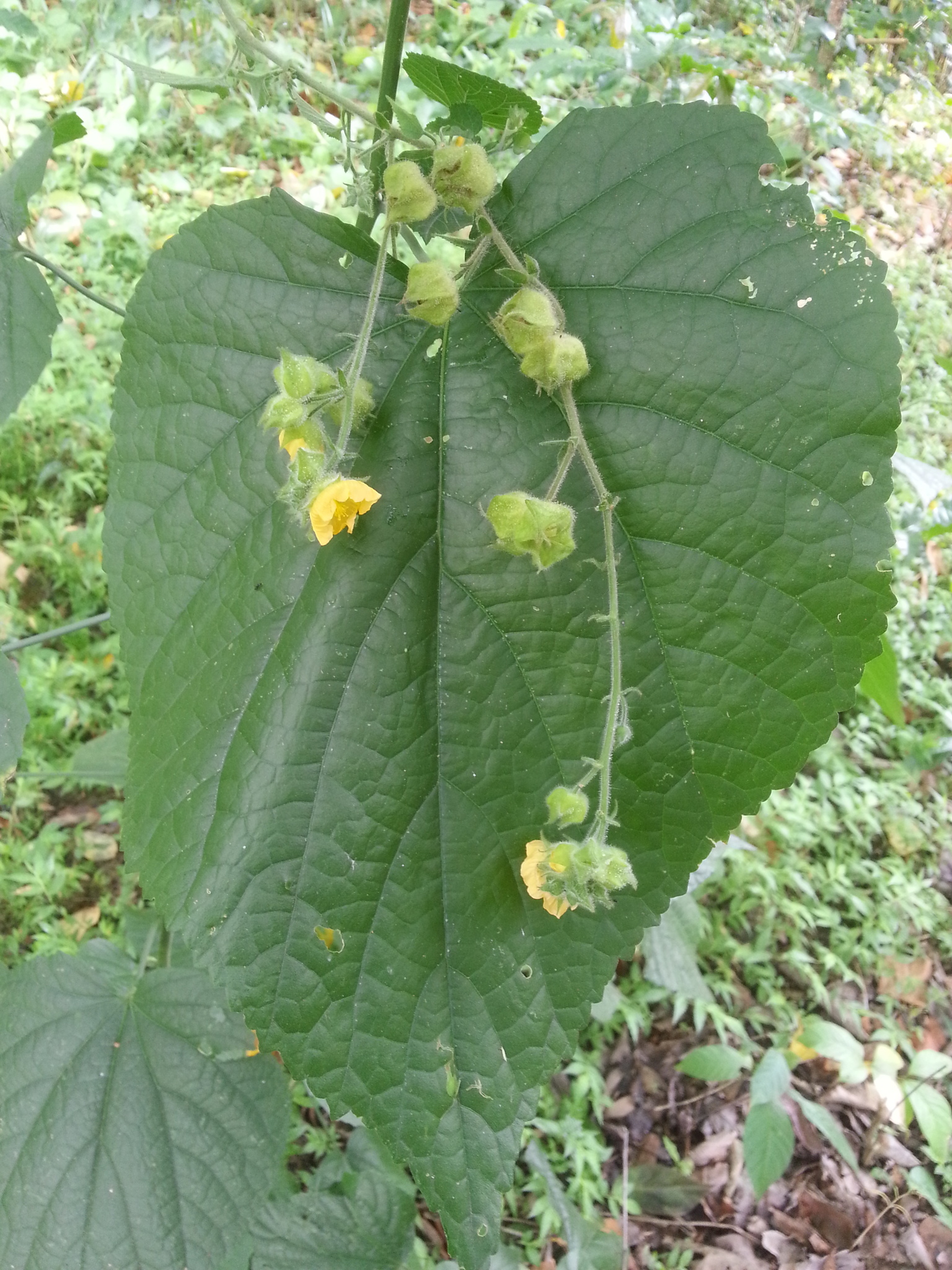Abutilon image