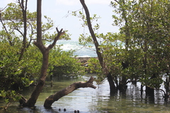 Avicennia schaueriana