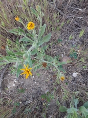 Asteraceae