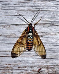 Gymnelia pavo