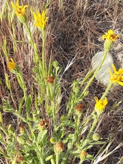 Asteraceae