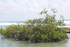 Avicennia schaueriana