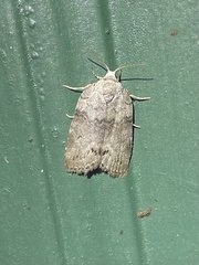 Polygrammate cadburyi