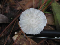 Heliomyces decolorans