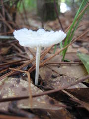 Heliomyces decolorans
