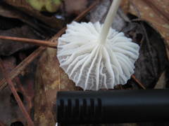 Heliomyces decolorans