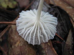 Heliomyces decolorans