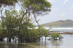 Avicennia schaueriana