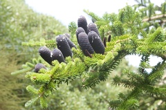 Abies homolepis