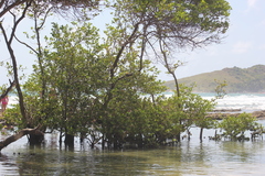 Avicennia schaueriana