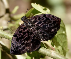 Cycloglypha thrasibulus