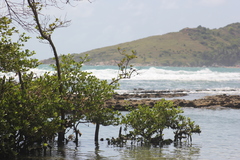 Avicennia schaueriana