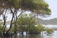 Avicennia schaueriana