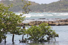 Avicennia schaueriana