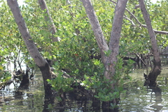 Avicennia schaueriana