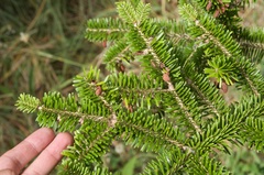 Abies homolepis
