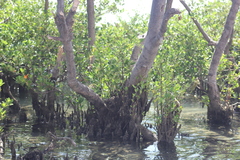 Avicennia schaueriana